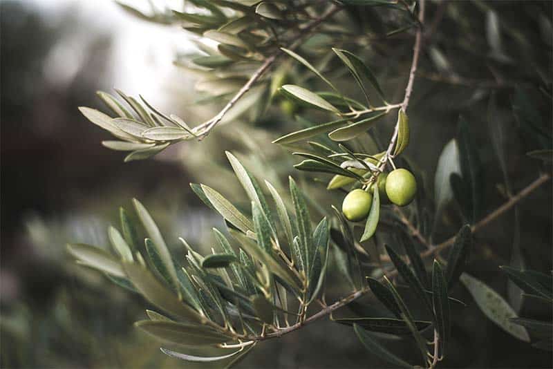 botanicals olive leaf image